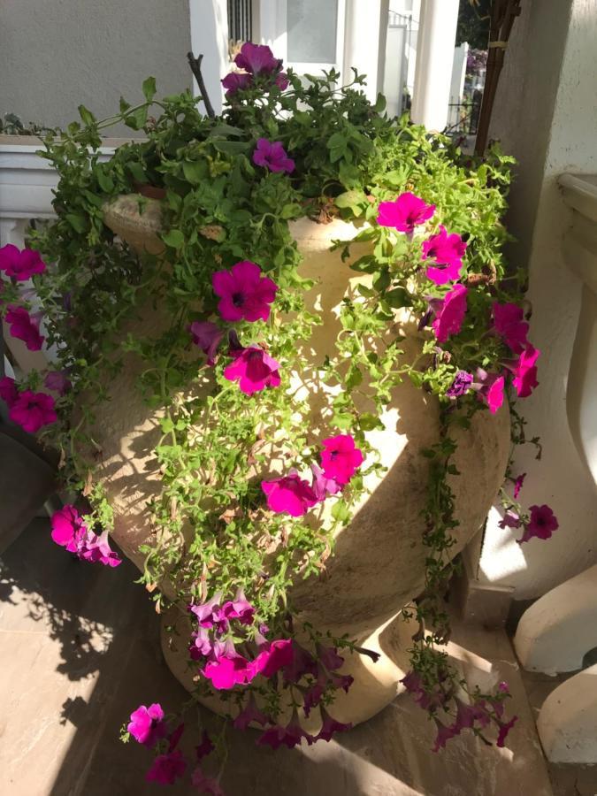 Guesthouse Oaza Emi Dobra Voda Buitenkant foto